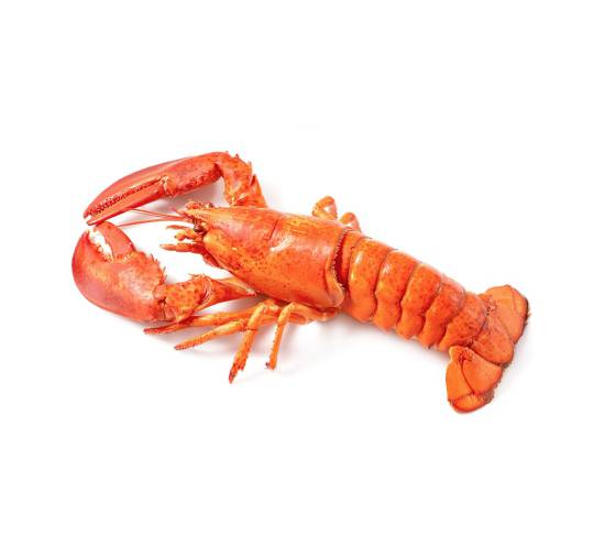 Fresh Lobster